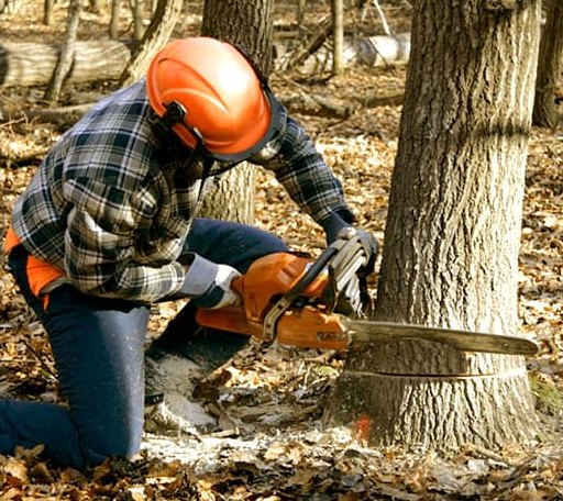 Tree Removal in Wakefield, VA